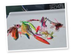 An unusual catch in the Hauraki Gulf: Mark Kitteridge with a pup hapuku caught on a Bay Rubber slow jig