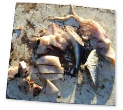 Groundbait: Bait and fish scraps cut into pieces and tossed into the water will supplement a berley trail