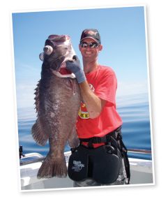 Typical bass pulled from deep water. The pressure change has caused the fish to ‘blow’, pushing its eyes out of their sockets. 