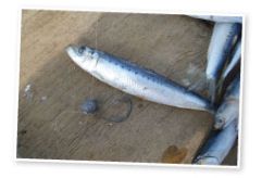 If the water is deep, or there is current to contend with, slide a ball sinker onto the trace above the hook