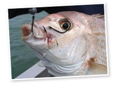 A fixed two-hook rig is an excellent choice for straylining