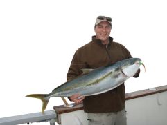Kingfish eat plastics too.